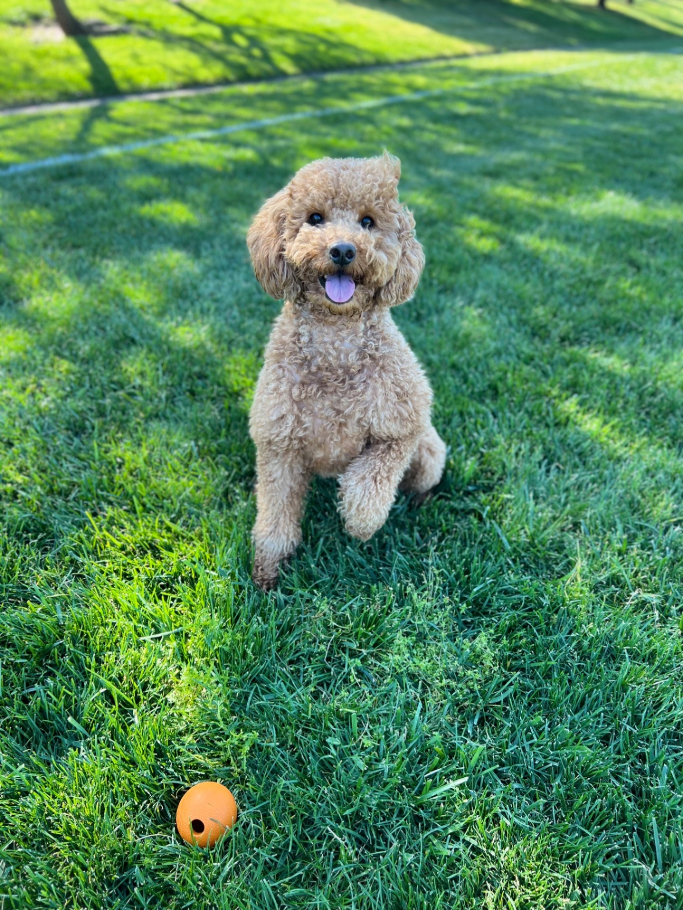 Dr. Bella